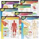 Trend The Human Body Chart Pack - Theme/Subject: Learning - 10-14 Year - 7 / Pack